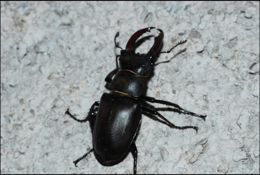 lucanus cervus